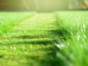 A well maintained lawn